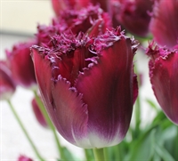 Tulipan Purple Crystal 10 løg